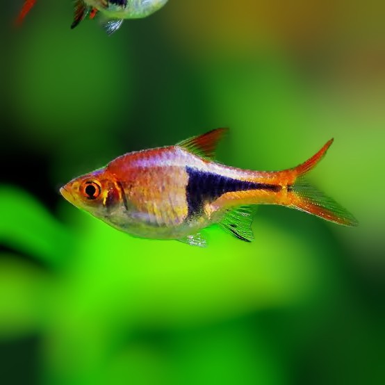 Harlequin Rasbora